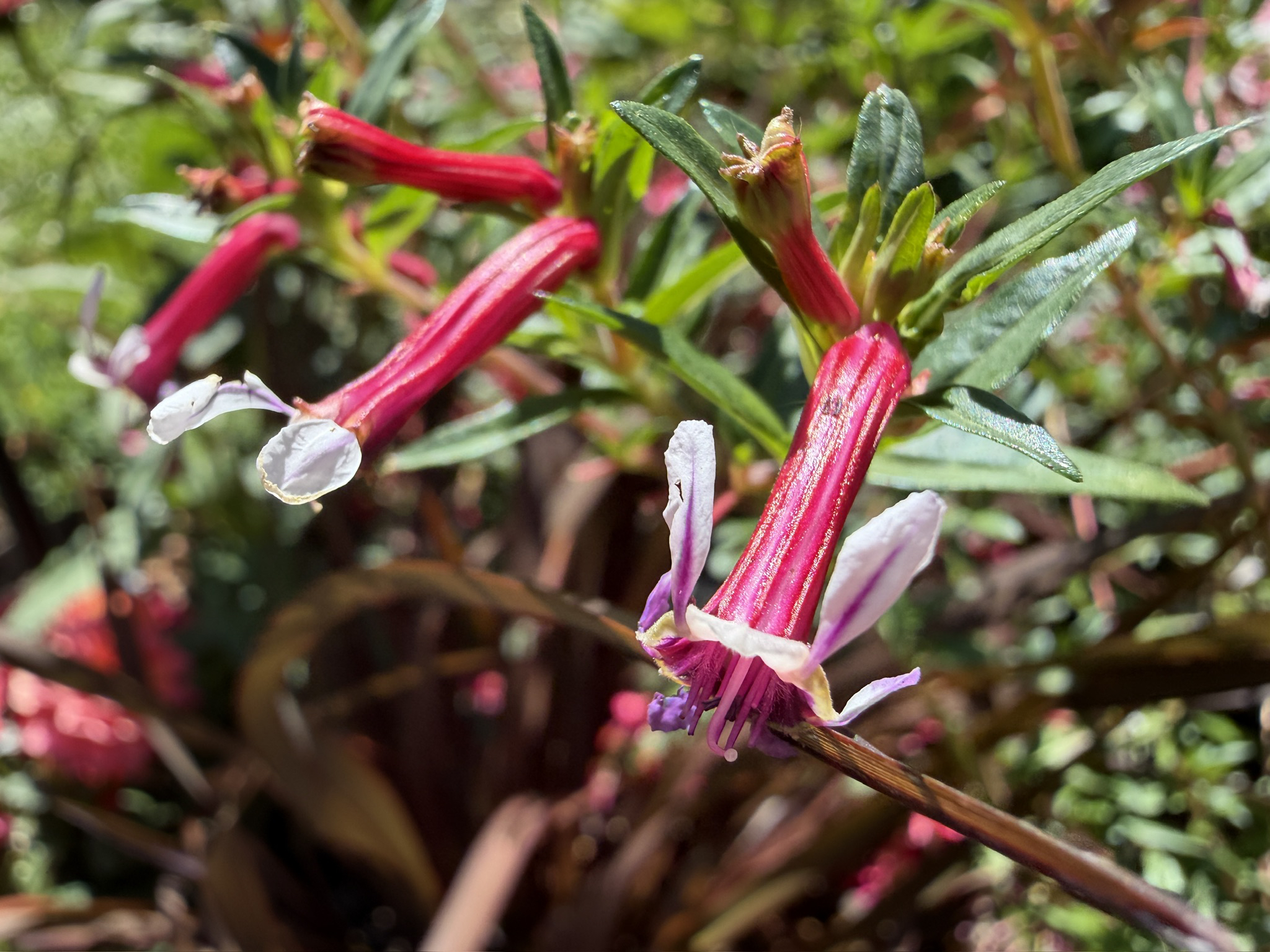 Cuphea ‘Kirstin’s Delight' 06