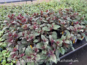 FD639D4D-9CFD-4053-9EE5-D45AAA9FFAC8_1_105_c