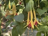 Fuchsia-Aprilscherz-thumbnail
