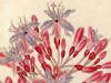 fuchsia-arborescens-detail