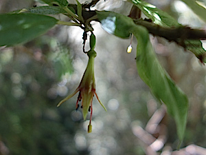 fuchsia-excorticata-1