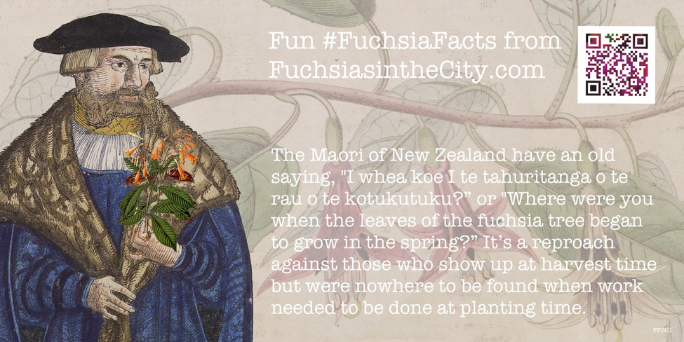 Fuchsia Facts 001