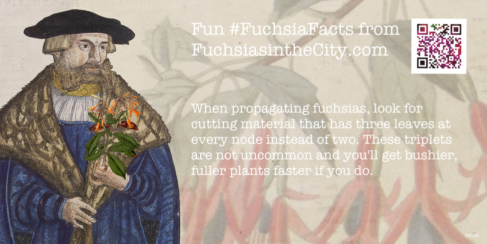Fuchsia Facts 002