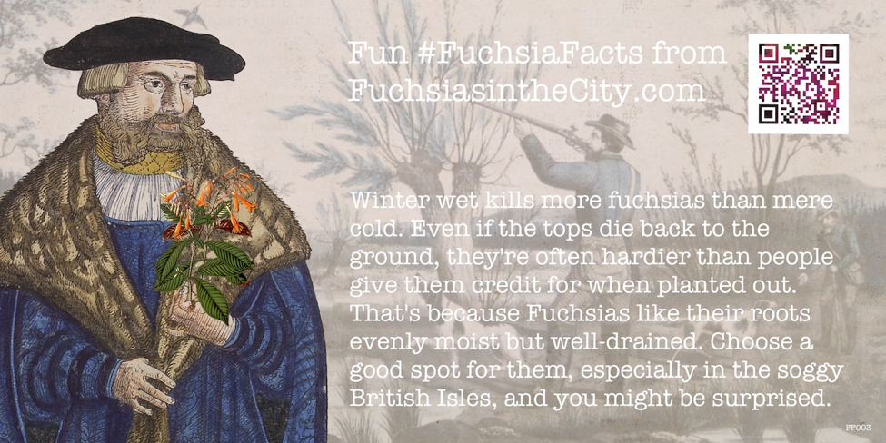 Fuchsia Facts 003