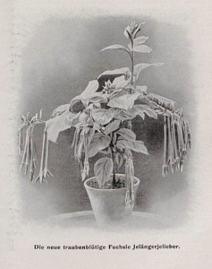 Fuchsia Jelaengerjeliber