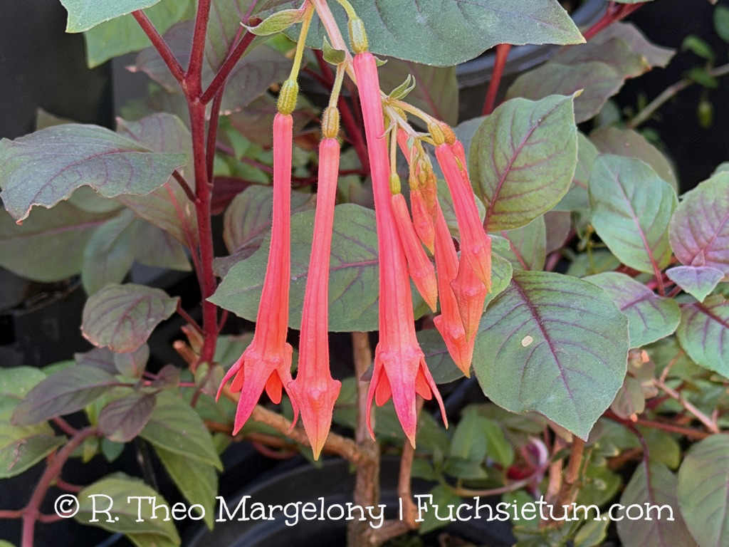 Fuchsia 'John Maynard Scales'