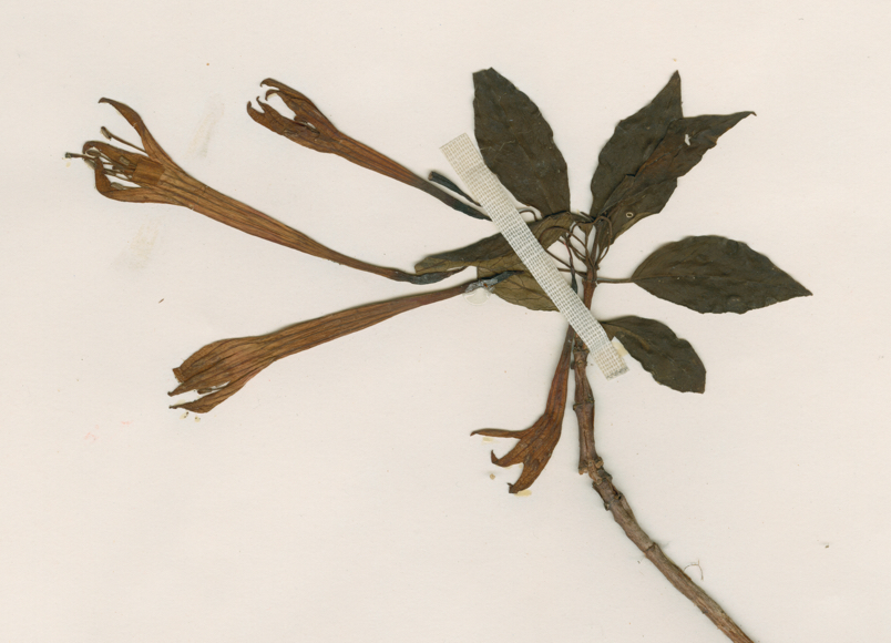 Fuchsia juntasensis lectotype detail