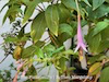 Fuchsia juntasensis thumbnail