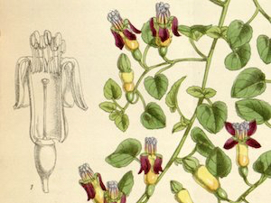 fuchsia-procumbens