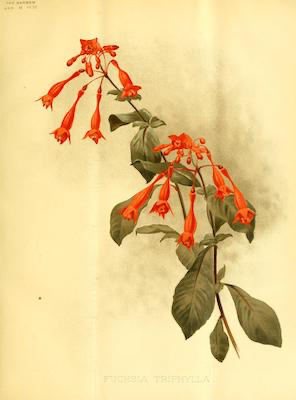 Fuchsia triphylla