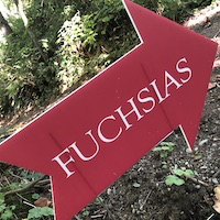 Fuchsias of PowellsWood