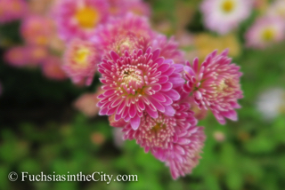 korean-chrysanthemums-47