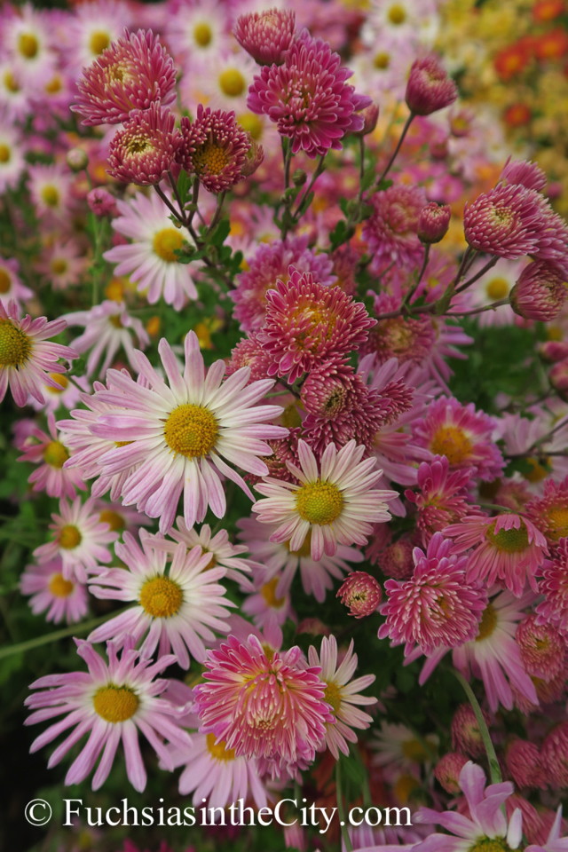 korean-chrysanthemums-51