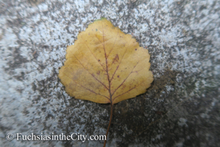 leaves-in-the-garden-16