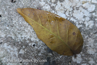leaves-in-the-garden-17