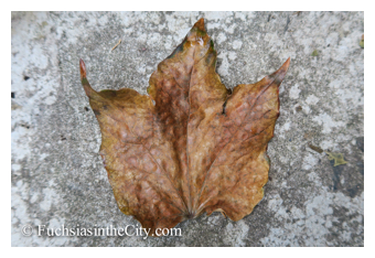 leaves-in-the-garden-37