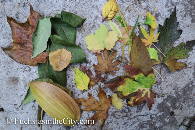 leaves-in-the-garden-40