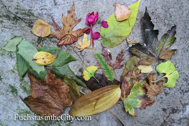 leaves-in-the-garden-54