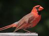 Northern Cardinal Thumbnail 