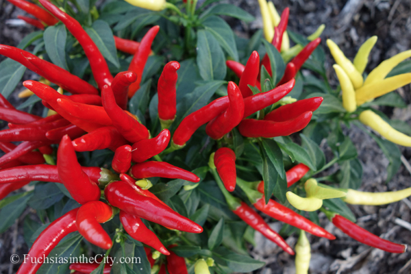ornamental-peppers-11