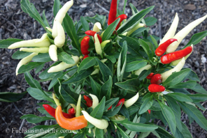 ornamental-peppers-16