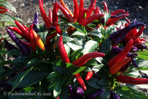 ornamental-peppers-45