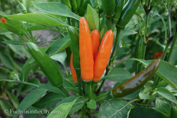 ornamental-peppers-54