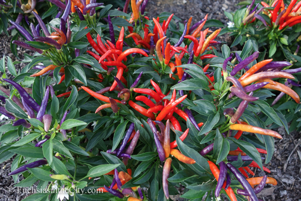 ornamental-peppers-60