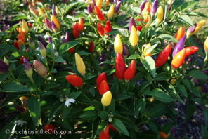 ornamental-peppers-67