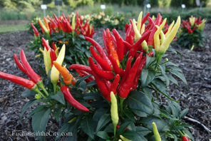 ornamental-peppers-76