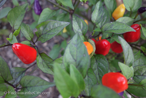 ornamental-peppers-8