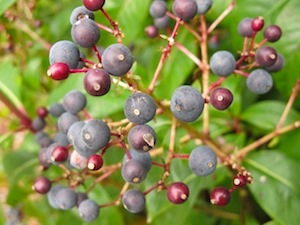 paniculata-berries,jpg