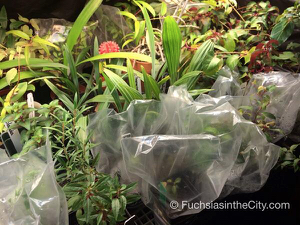 the-fuchsias-are-coming-3