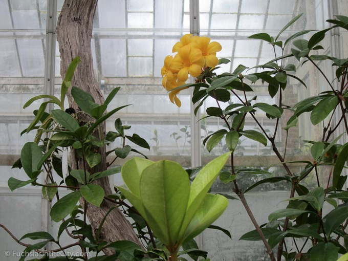 vireya-rhododendrons-14