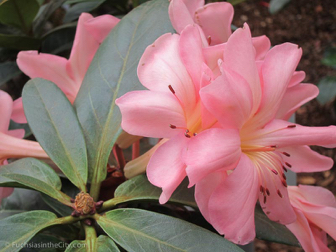 vireya-rhododendrons-16