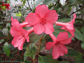 vireya-rhododendrons-18