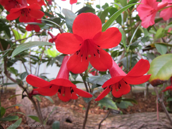 vireya-rhododendrons-25