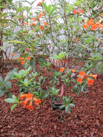 vireya-rhododendrons-28