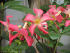 vireya-rhododendrons-30-3