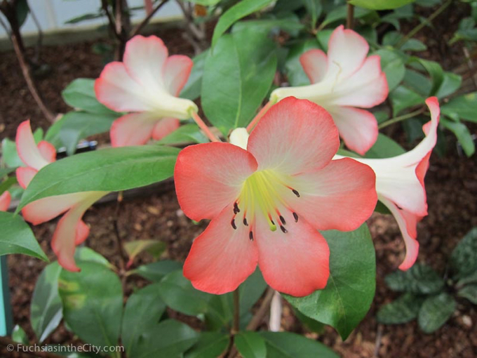vireya-rhododendrons-45