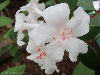 vireya-rhododendrons-47