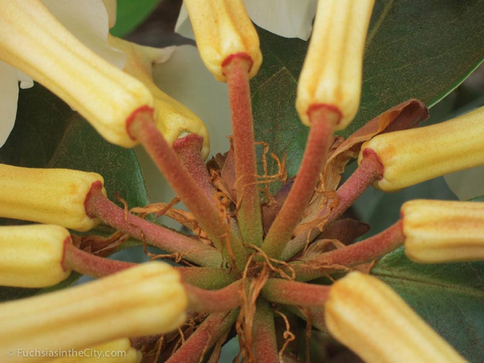 vireya-rhododendrons-52