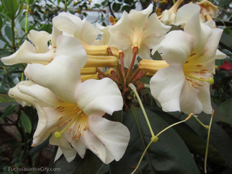 vireya-rhododendrons-53