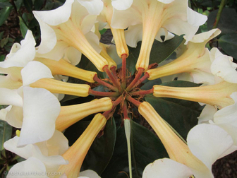 vireya-rhododendrons-54