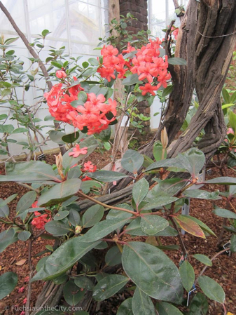 vireya-rhododendrons-56