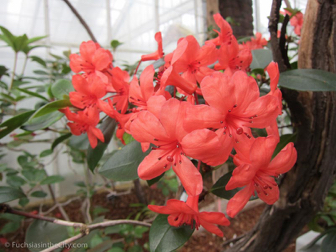 vireya-rhododendrons-57