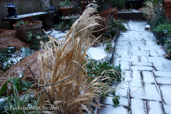 winter-garden-2014-12