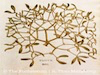 Winter Solistice 2021 Mistletoe Thumbnail